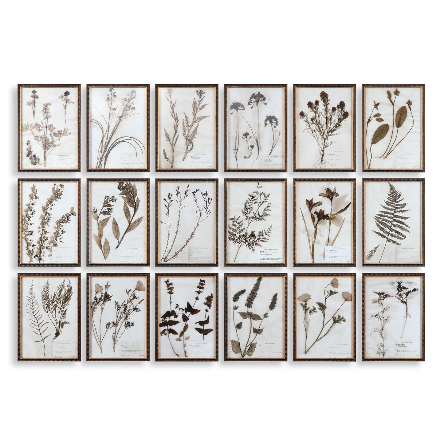 Botanical Art Prints