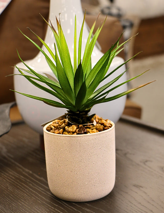 Aloe Succulent in Stone Planter