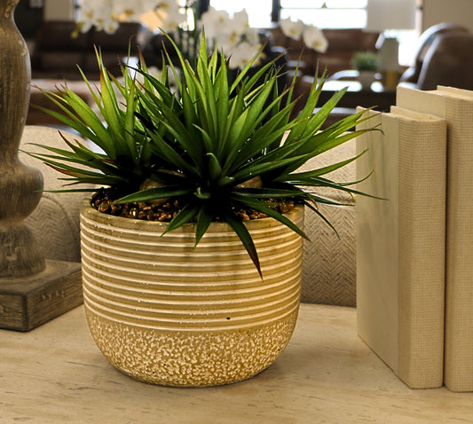 Agave in Stone Planter