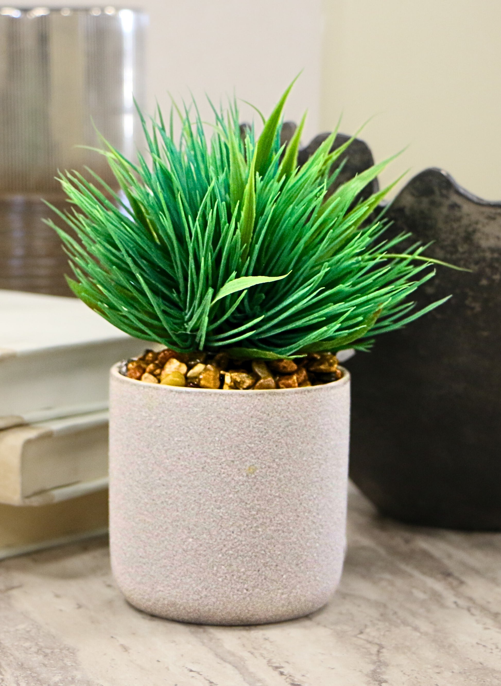 succulent sod Grass Succulent in Small Container