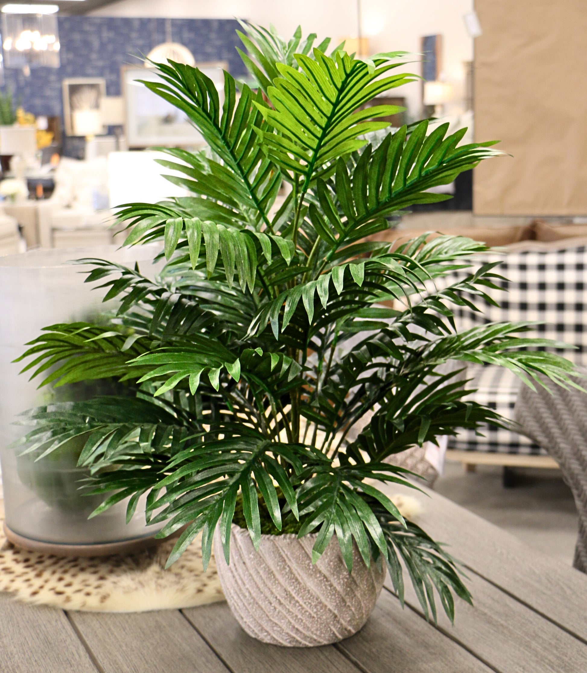 areca palm features Areca Palm in Stone Pot