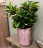 Rubber Plant in Metal Planter