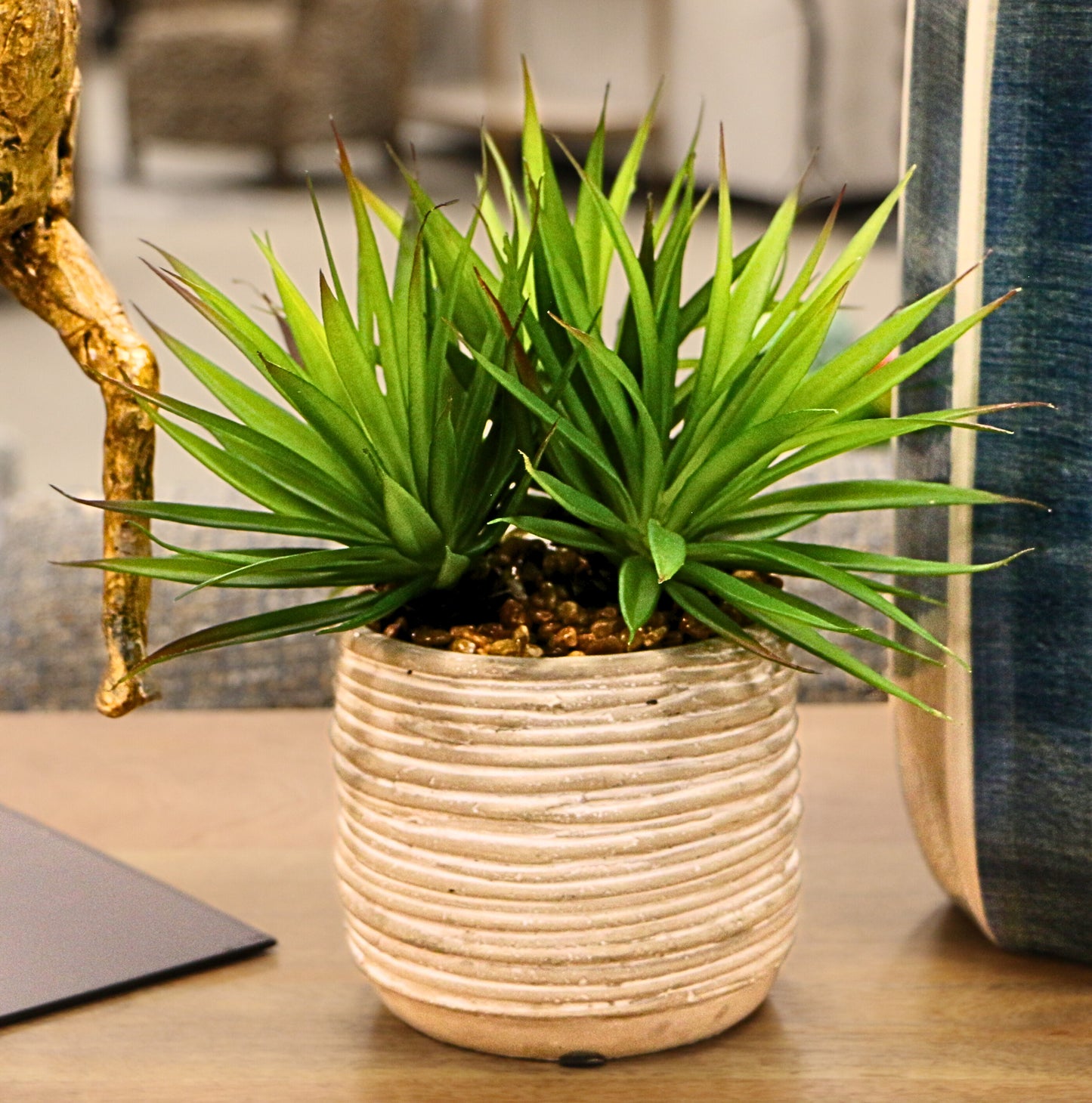 Agave Plant in Grey Pot