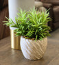 Senecio Planter