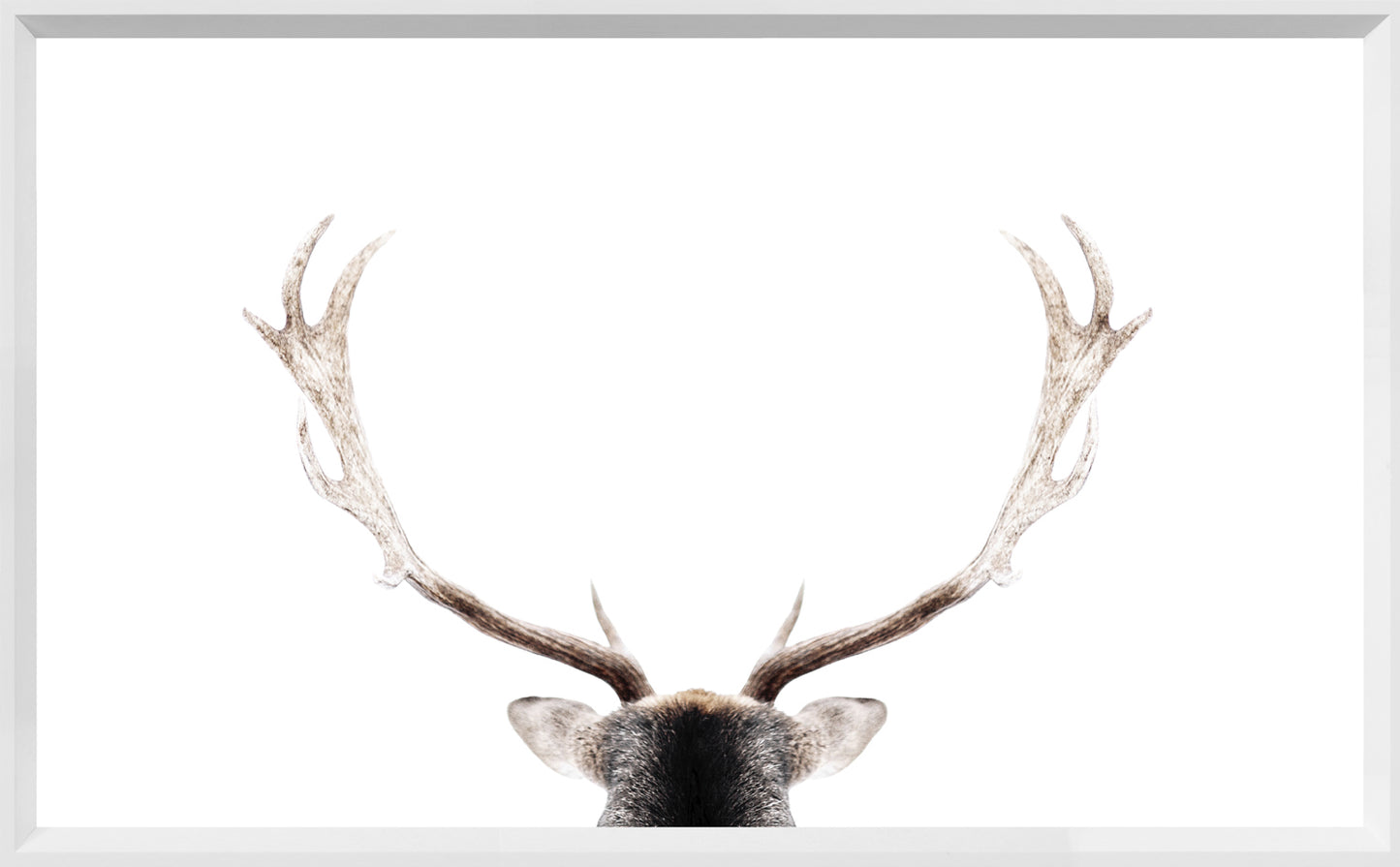 White Antler Art Print