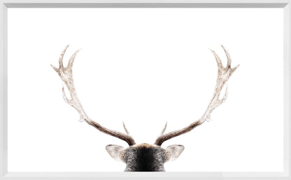 White Antler Art Print