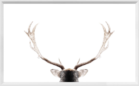 White Antler Art Print