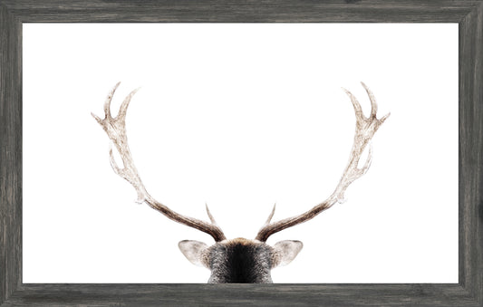 Gray Antler Art Print